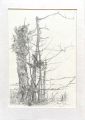 Untitled - Pencil on paper