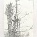 Untitled - Pencil on paper